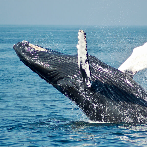 Avistamiento de cetáceos