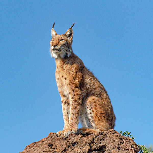 Lince ib&eacute;rico