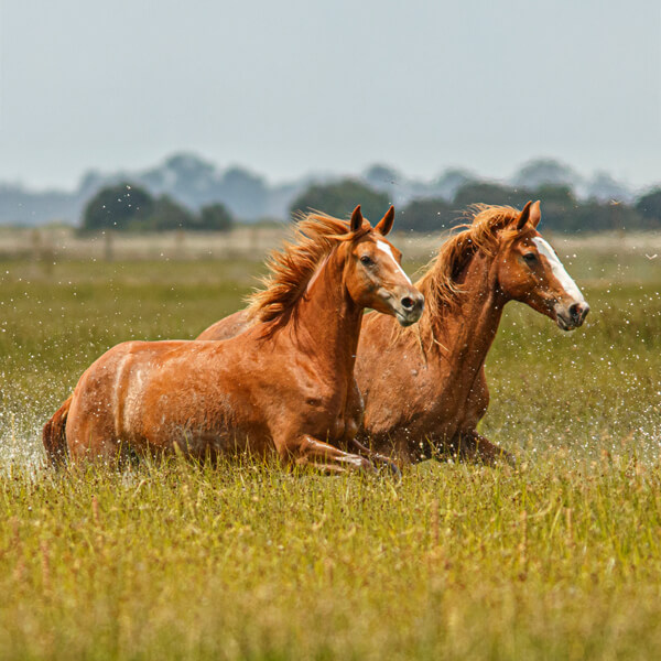 Caballos en Do&ntilde;ana