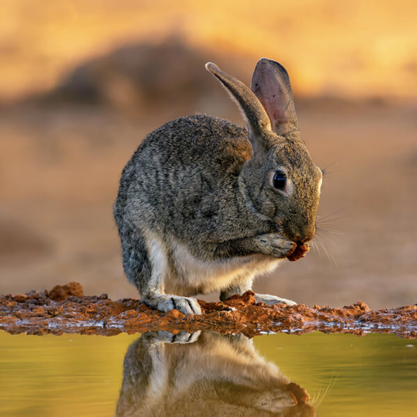 Liebre com&uacute;n europea