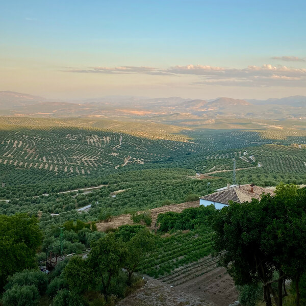 Campos de olivares de Jaén.