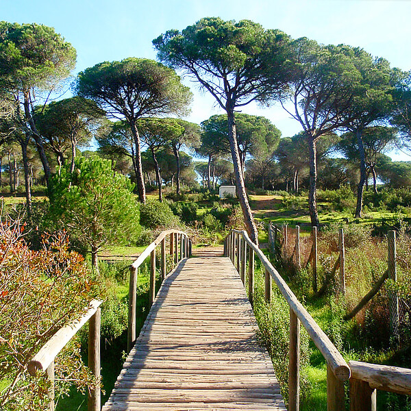 Pasarela de madera en El Portil