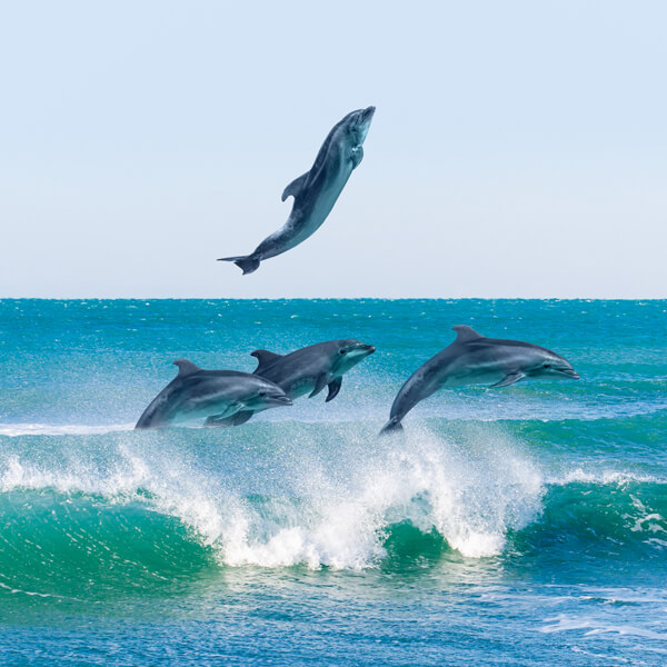 Avistamiento de delfines
