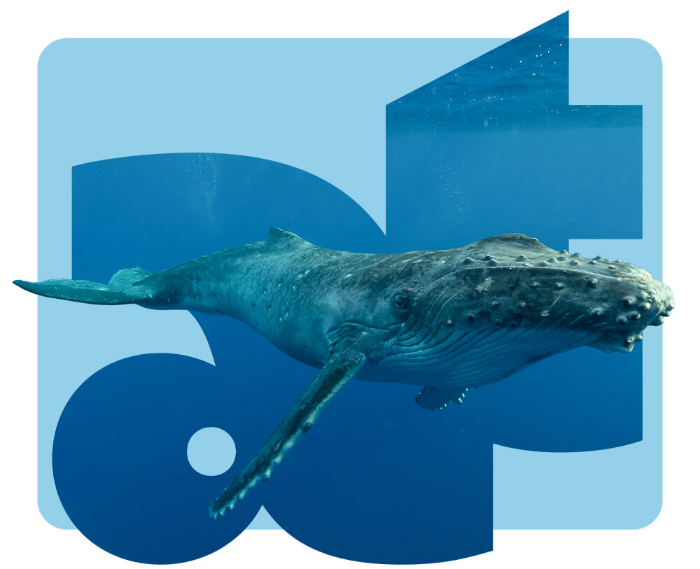 Viajes y Actividades Escolares Algeciras Tarifa