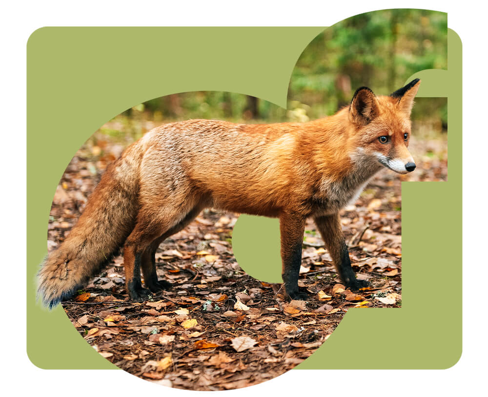 Viajes y Actividades Escolares Cortes de la Frontera